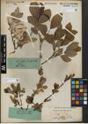 Foto von Salix glabra Scop.
